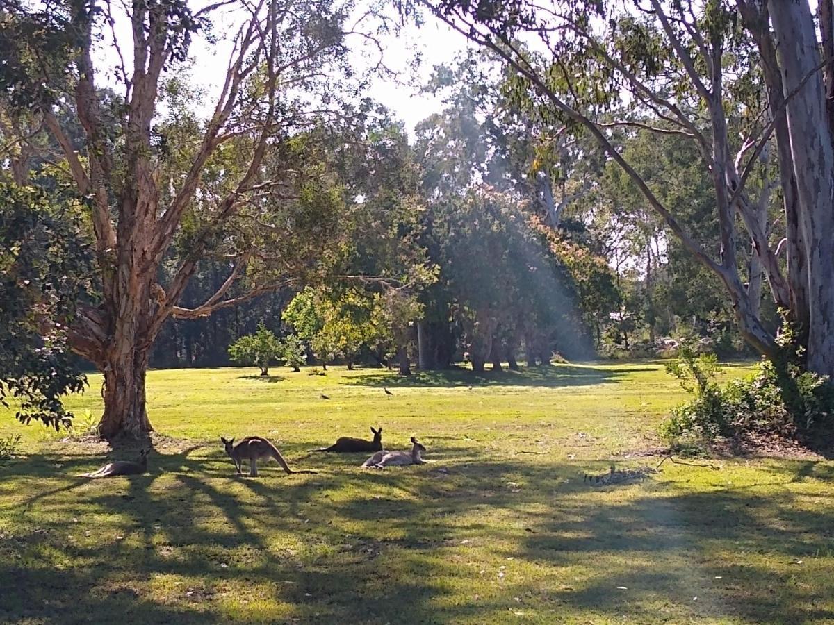 Lake Weyba Noosa Lodge & Kangaroos بيرجيان بيتش المظهر الخارجي الصورة