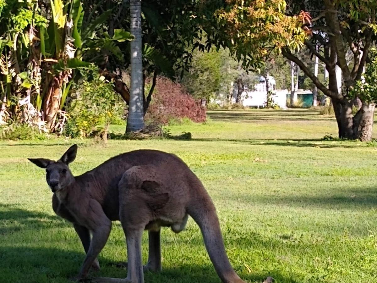 Lake Weyba Noosa Lodge & Kangaroos بيرجيان بيتش المظهر الخارجي الصورة