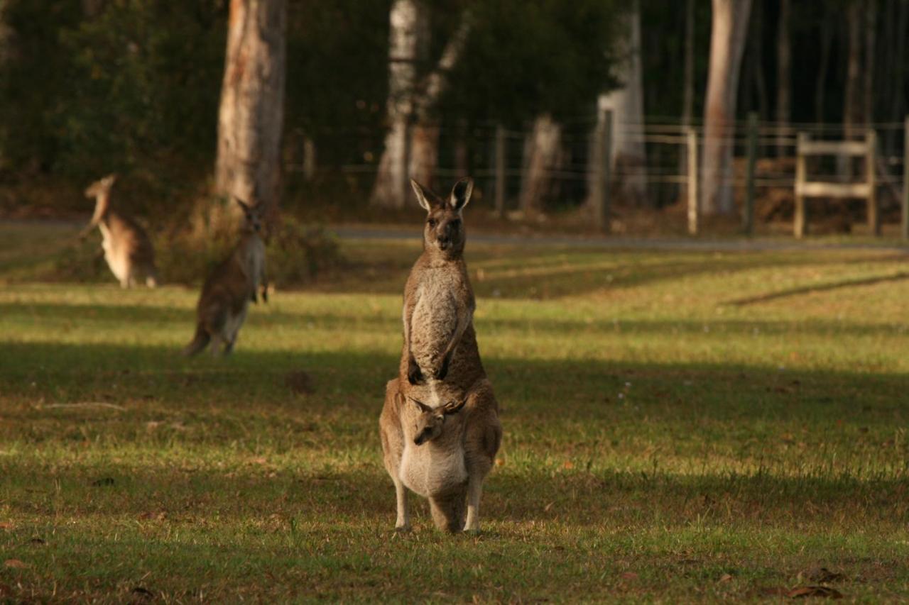 Lake Weyba Noosa Lodge & Kangaroos بيرجيان بيتش المظهر الخارجي الصورة
