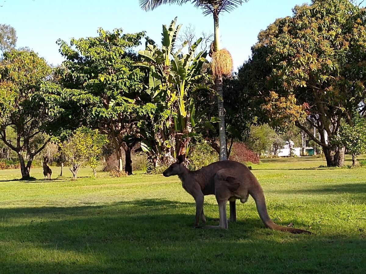 Lake Weyba Noosa Lodge & Kangaroos بيرجيان بيتش المظهر الخارجي الصورة