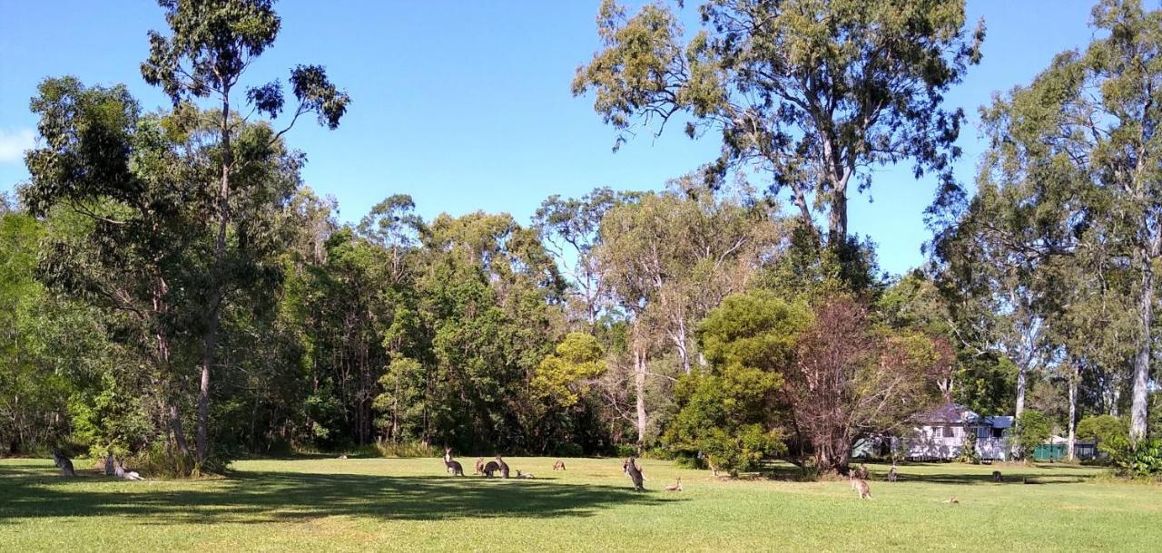Lake Weyba Noosa Lodge & Kangaroos بيرجيان بيتش المظهر الخارجي الصورة