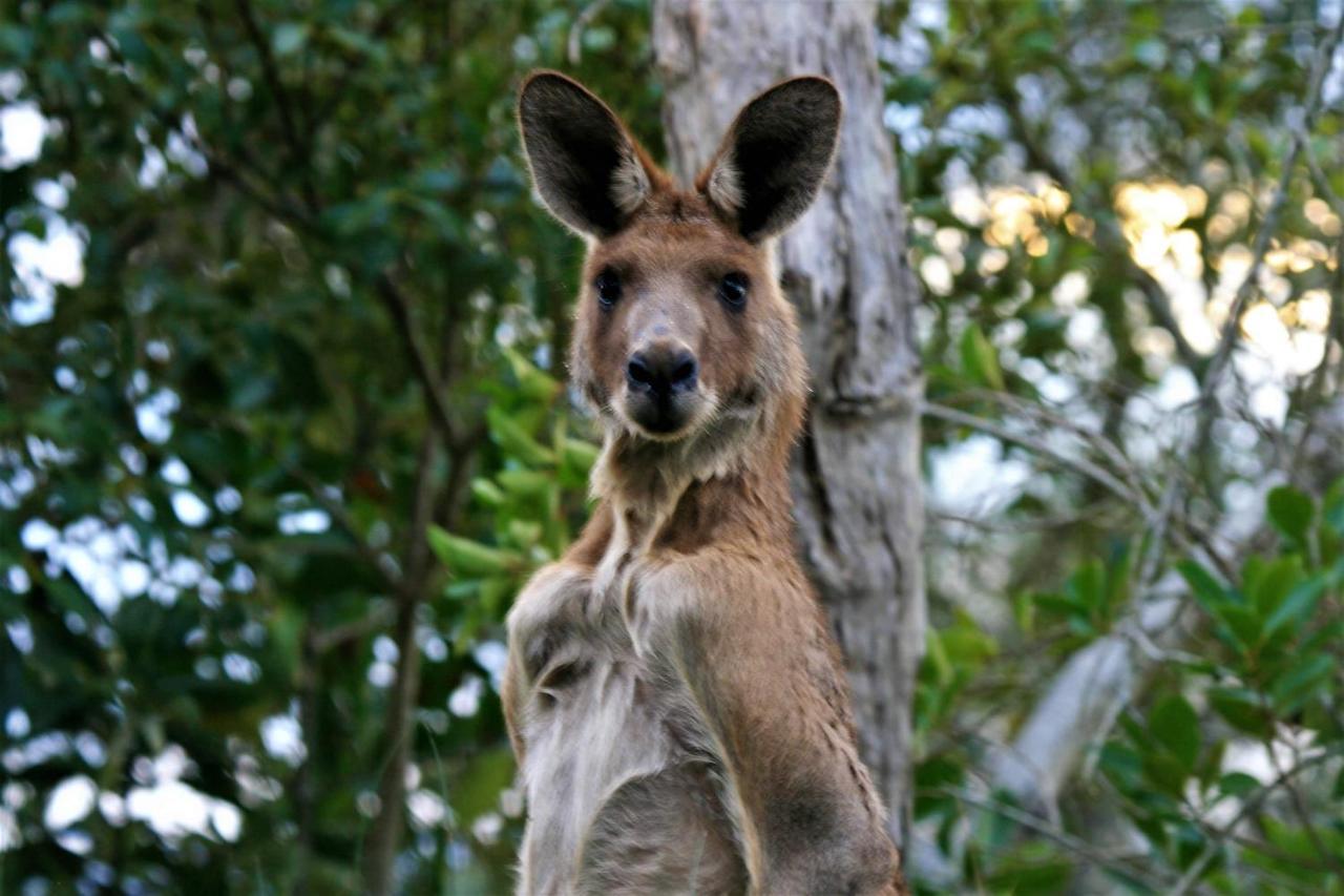 Lake Weyba Noosa Lodge & Kangaroos بيرجيان بيتش المظهر الخارجي الصورة