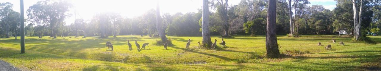 Lake Weyba Noosa Lodge & Kangaroos بيرجيان بيتش المظهر الخارجي الصورة