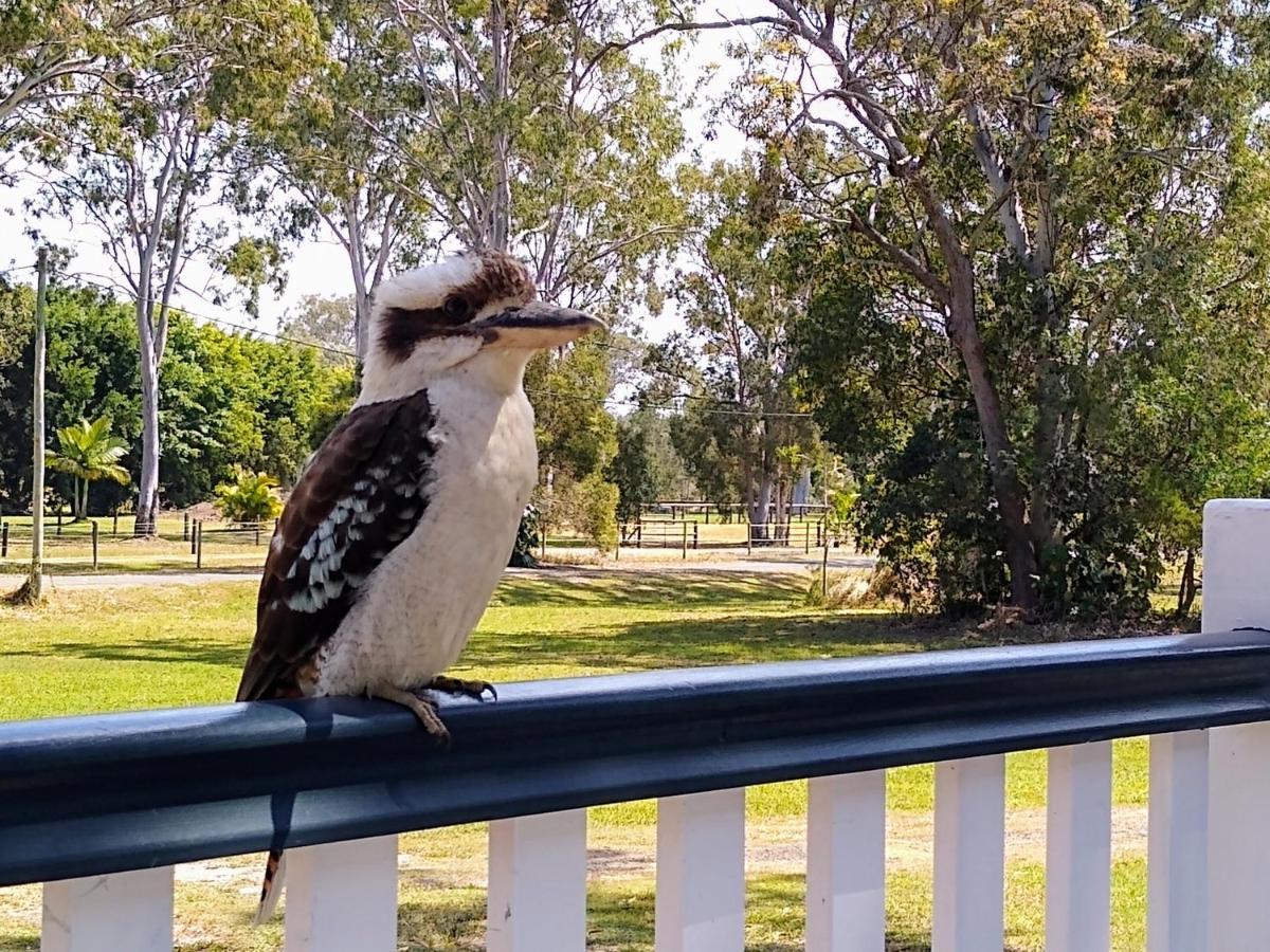 Lake Weyba Noosa Lodge & Kangaroos بيرجيان بيتش المظهر الخارجي الصورة