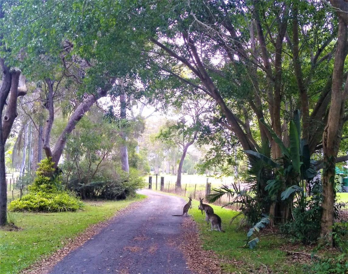 Lake Weyba Noosa Lodge & Kangaroos بيرجيان بيتش المظهر الخارجي الصورة